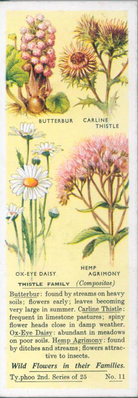 Typhoo Tea Cards: Wild Flowers in their Families: Thistle Family 