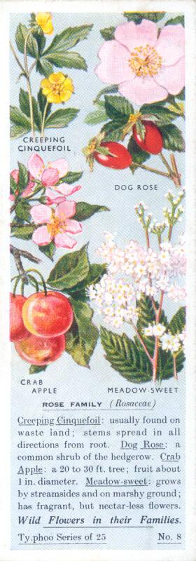 Typhoo Tea Cards: Wild Flowers in their Families - Rose Family 
