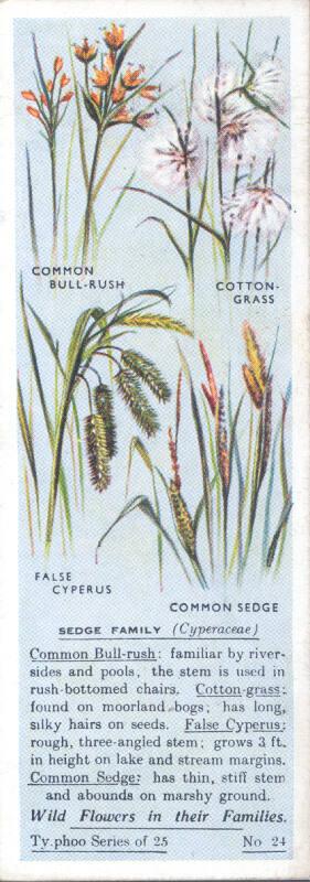 Typhoo Tea Cards: Wild Flowers in their Families - Sedge Family 