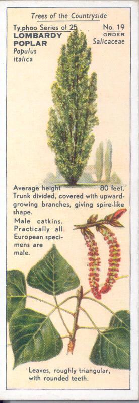 Typhoo Tea Cards: Trees of the Countryside - Lombardy Poplar 