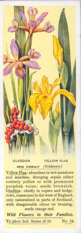 Typhoo Tea Cards: Wild Flowers in their Families - Iris Family 