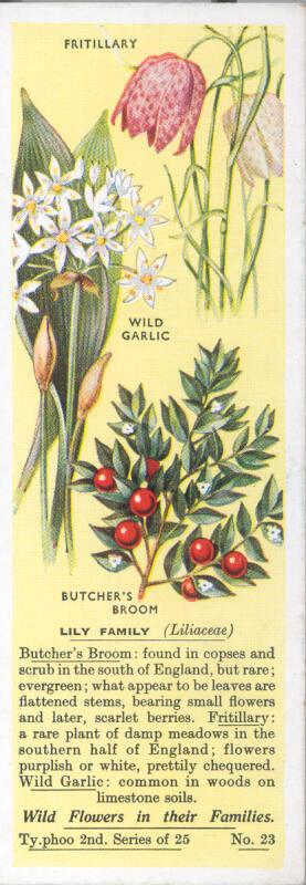 Typhoo Tea Cards: Wild Flowers in their Families - Lily Family