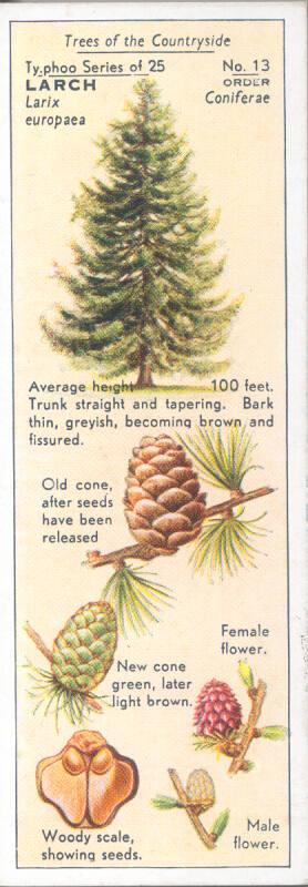 Typhoo Tea Cards: Trees of the Countryside - Larch 