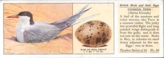 Typhoo Tea Cards: British Birds and their Eggs  - Common Tern 