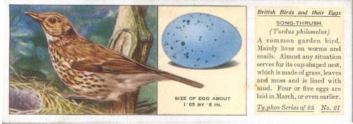 Typhoo Tea Cards: British Birds and their Eggs - Song Thrush 