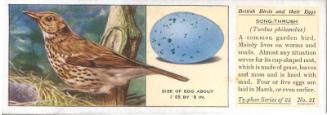 Typhoo Tea Cards: British Birds and their Eggs - Song Thrush 