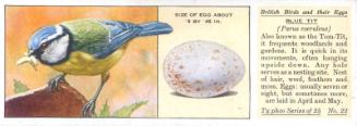 Typhoo Tea Cards: British Birds and their Eggs  - Blue Tit 