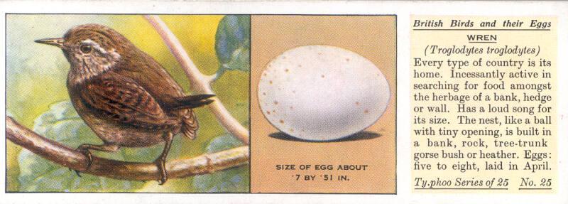Typhoo Tea Cards: British Birds and their Eggs  - Wren 
