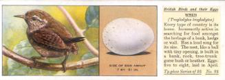 Typhoo Tea Cards: British Birds and their Eggs  - Wren 