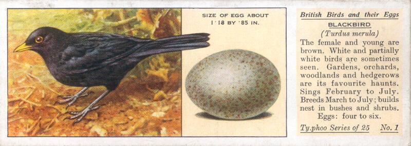 Typhoo Tea Cards: British Birds and their Eggs  - Wren 