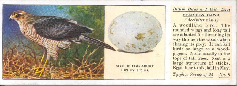 Typhoo Tea Cards: British Birds and their Eggs  - Sparrow Hawk 
