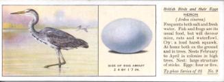 Typhoo Tea Cards: British Birds and their Eggs  - Heron 