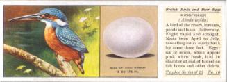 Typhoo Tea Cards: British Birds and their Eggs  - Kingfisher