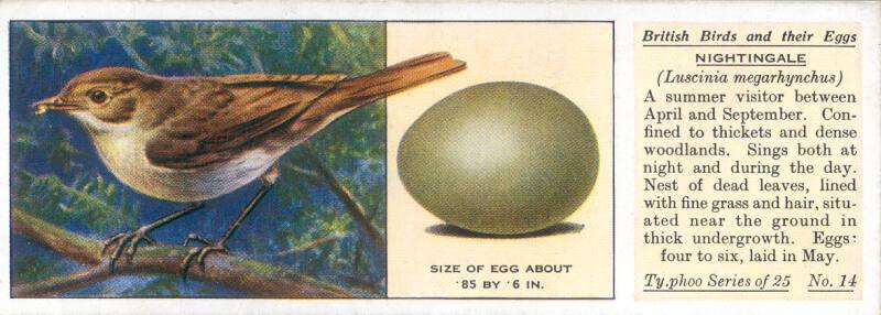 Typhoo Tea Cards: British Birds and their Eggs  - Nightingale 