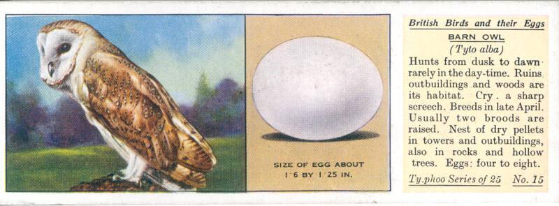 Typhoo Tea Cards: British Birds and their Eggs  - Barn Owl 