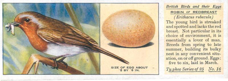 Typhoo Tea Cards: British Birds and their Eggs  - Robin or Redbreast 
