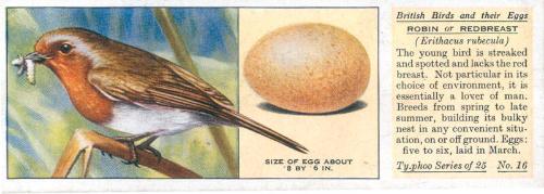 Typhoo Tea Cards: British Birds and their Eggs  - Robin or Redbreast 