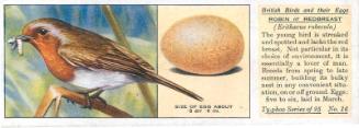 Typhoo Tea Cards: British Birds and their Eggs  - Robin or Redbreast 