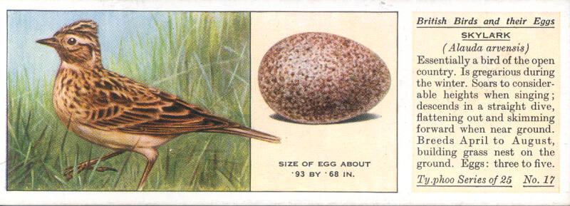 Typhoo Tea Cards: British Birds and their Eggs  - Skylark 