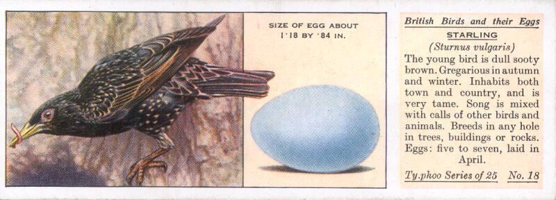 Typhoo Tea Cards: British Birds and their Eggs - Starling 