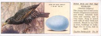 Typhoo Tea Cards: British Birds and their Eggs - Starling 