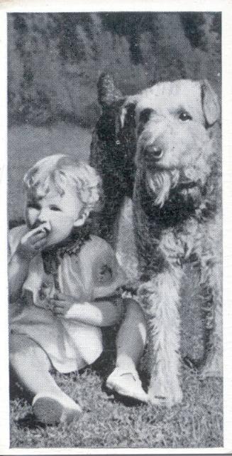 Carreras Ltd Cigarettes: Dogs And Friend Series - The Airedale
