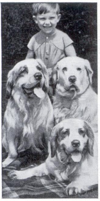 Carreras Ltd Cigarettes: Dogs And Friend Series - The Clumber Spaniel 