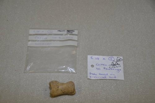 E38 Cattle 1st Phalanx With Hole Bored In Proximal End