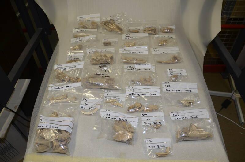 E19 Animal and human bones