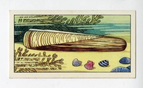 "Wonders of The Deep" NCS Card - Razor Shell