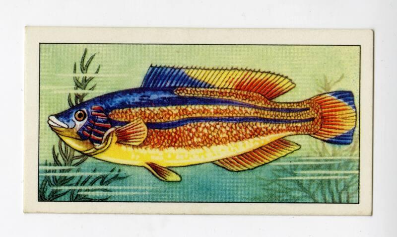 "Wonders of The Deep" NCS Card - Cuckoo Wrasse