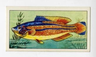 "Wonders of The Deep" NCS Card - Cuckoo Wrasse