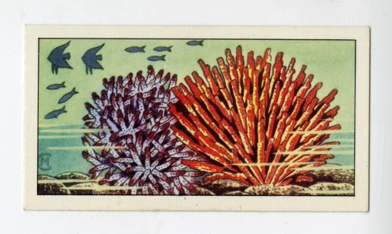 "Wonders of The Deep" NCS Card - Stag's Horn Coral
