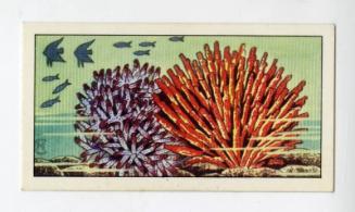 "Wonders of The Deep" NCS Card - Stag's Horn Coral