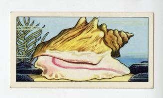 "Wonders of The Deep" NCS Card - Giant Conch Shell