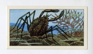 "Wonders of The Deep" NCS Card - Spider Crab