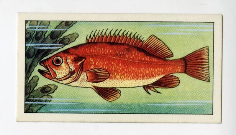 "Wonders of The Deep" NCS Card - Norway Haddock