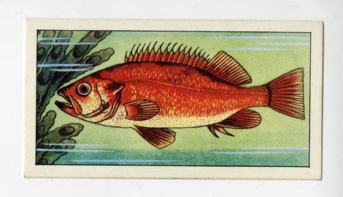 "Wonders of The Deep" NCS Card - Norway Haddock