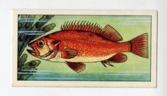 "Wonders of The Deep" NCS Card - Norway Haddock