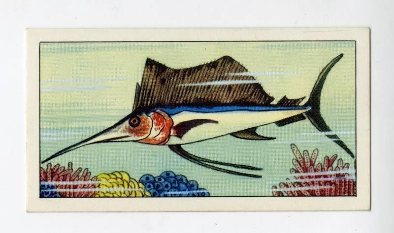 "Wonders of The Deep" NCS Card - Swordfish