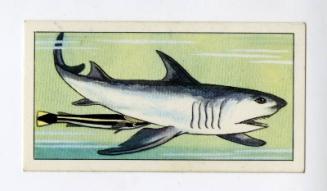 "Wonders of The Deep" NCS Card - Great White Shark