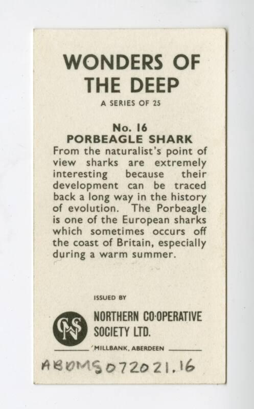 "Wonders of The Deep" NCS Card - Porbeagle Shark