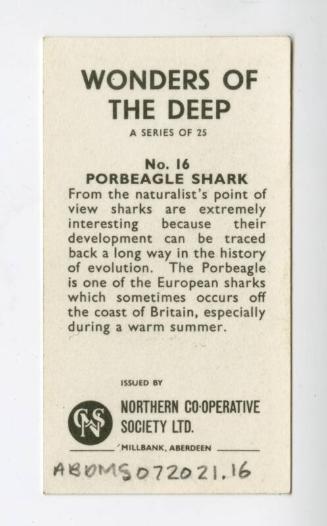 "Wonders of The Deep" NCS Card - Porbeagle Shark
