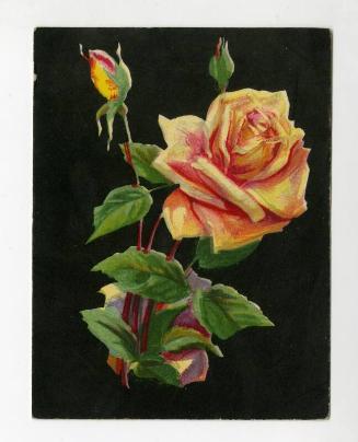 De Reszke Cigarette Card - "Roses" series - No. 2  Queen Mab