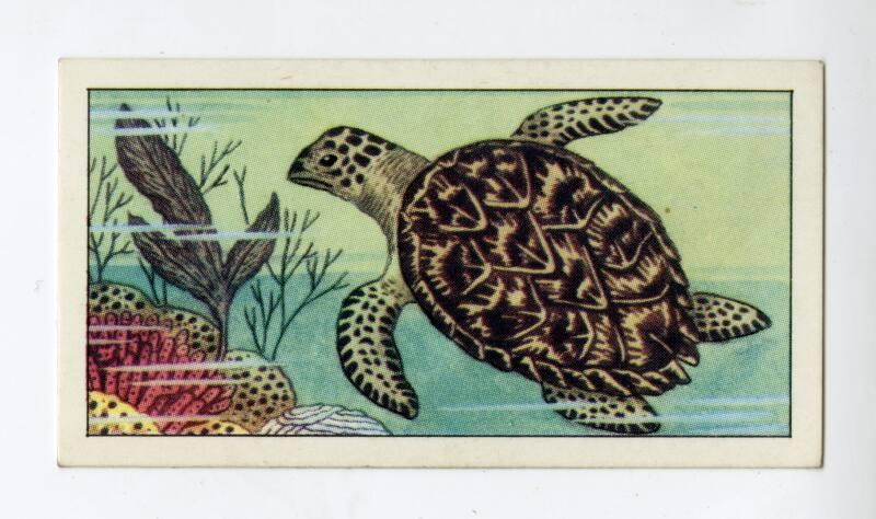 "Wonders of The Deep" NCS Card - Hawksbill Turtle