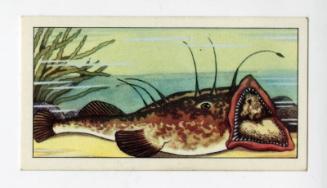 "Wonders of The Deep" NCS Card - Angler Fish