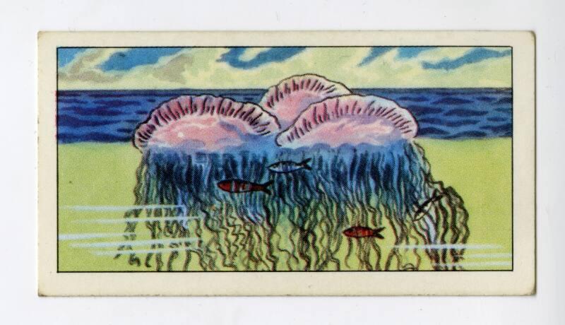 "Wonders of The Deep" NCS Card - Portuguese Man-O-War