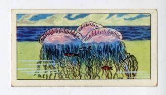 "Wonders of The Deep" NCS Card - Portuguese Man-O-War