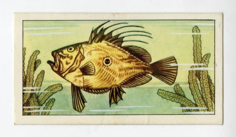 "Wonders of The Deep" NCS Card - John Dory