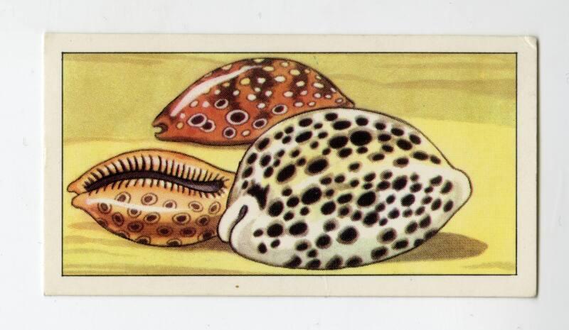 "Wonders of The Deep" NCS Card - Cowry Shells